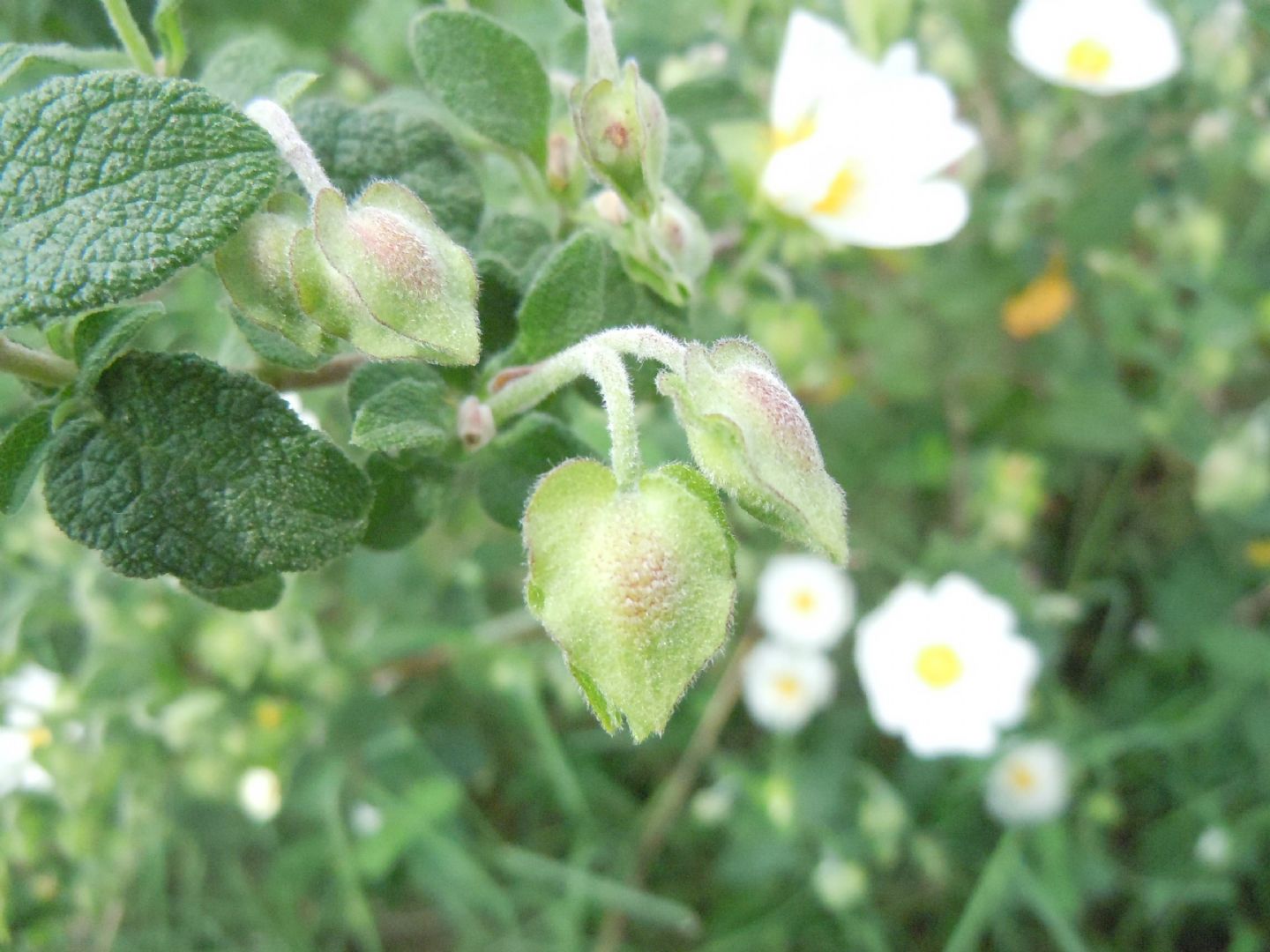 Cistus salviifolius